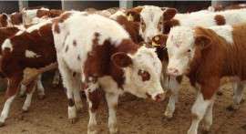西门塔尔肉牛饲养技巧和方法