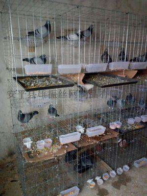 雄振四层16笼位配对鸽子笼，养殖鸽笼